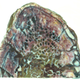 The Lufengosaurus rib where the proteins were found. (Image: Robert Reisz)